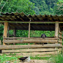 Pig in a little village on foot of Doi Inthanon